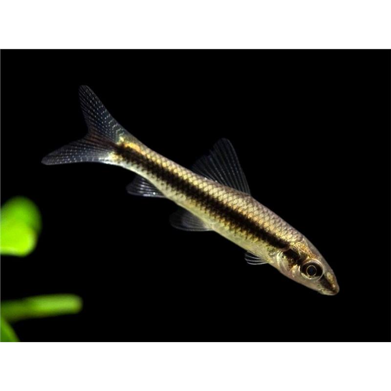 Crosochoilus Siamensis (SAE) - imagine 3